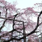 ほぼ満開･桜の季節到来を告げる原木山妙行寺のしだれ桜(2024年)