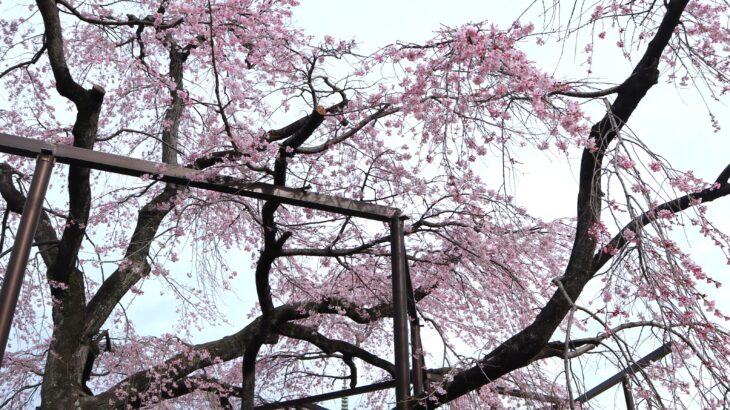 ほぼ満開･桜の季節到来を告げる原木山妙行寺のしだれ桜(2024年)
