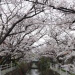 4月の桜は久しぶり｜行徳駅前公園･中江川(2024年)