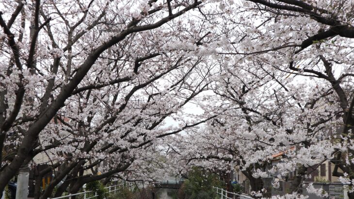 4月の桜は久しぶり｜行徳駅前公園･中江川(2024年)