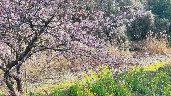 2026年の河津桜は早めの開花｜行徳鳥獣保護区