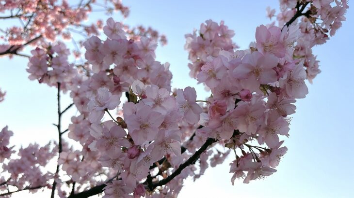 妙典の春を彩る江戸川河川敷の河津桜