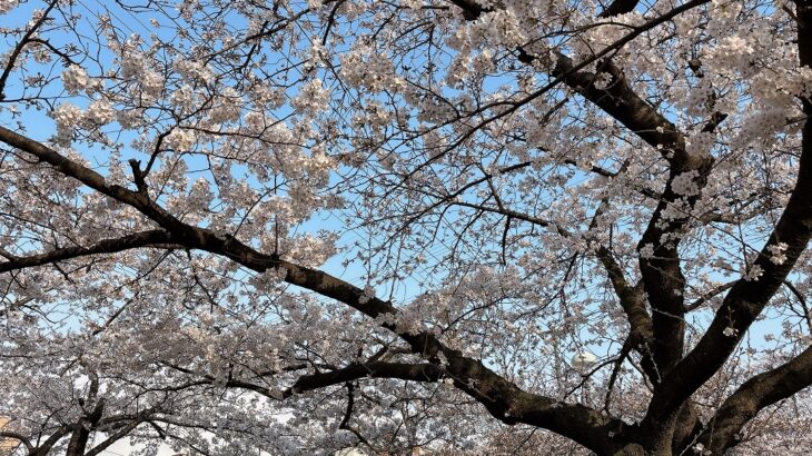 中江川の桜2026｜川沿いは3〜4分咲き、緑道はひと足早く見頃に