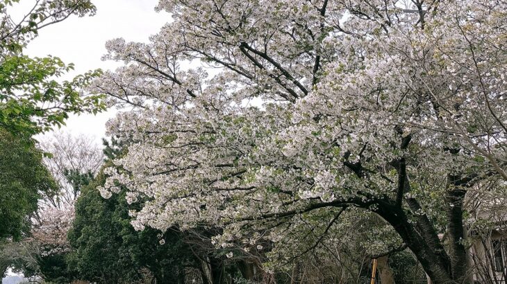 行徳駅前公園･行徳鳥獣保護区･猫実川｜2026年桜の開花状況と見頃予想、満開は4月初旬へ